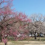 水戸の偕楽園