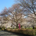 桜の名所　山形編