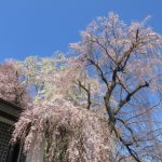 桜の名所　山形編