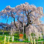 桜の名所　福島編